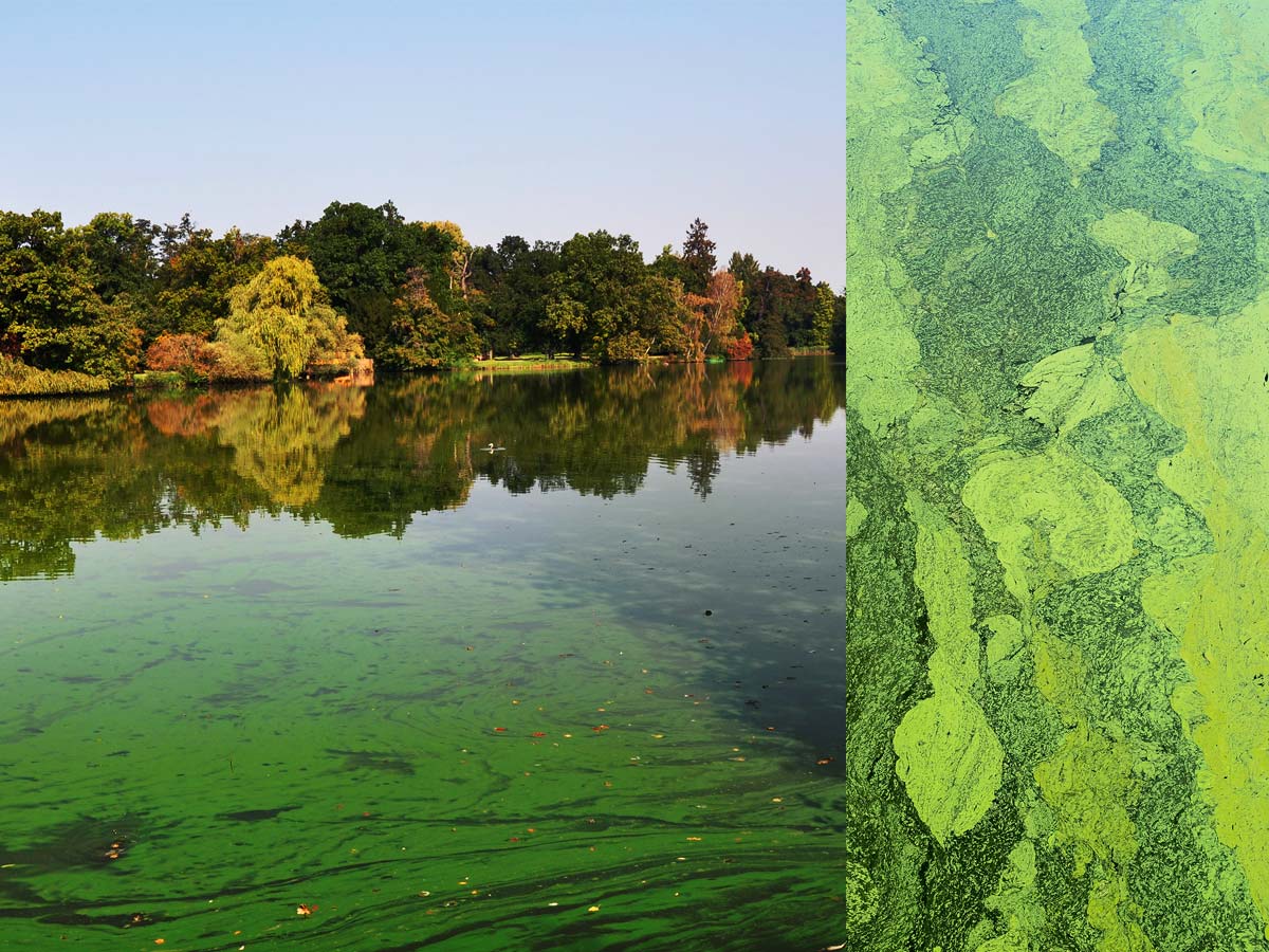 Two images: a view of a lake with a skyline of trees beside a top-down look at the lake’s calm surface, its algae blooms creating an abstract texture.