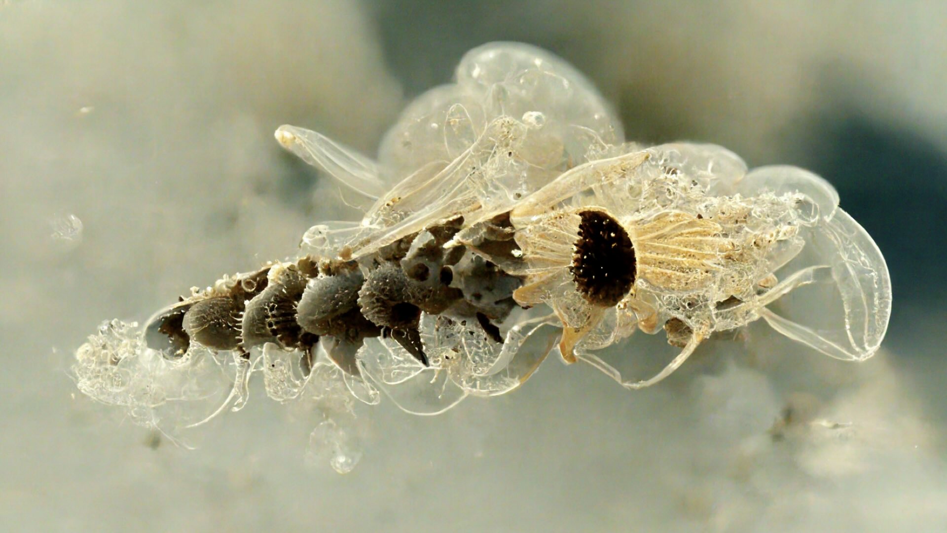 On the Origin of Species in the Metaverse for the Preservation of Natural Systems in Virtual Worlds