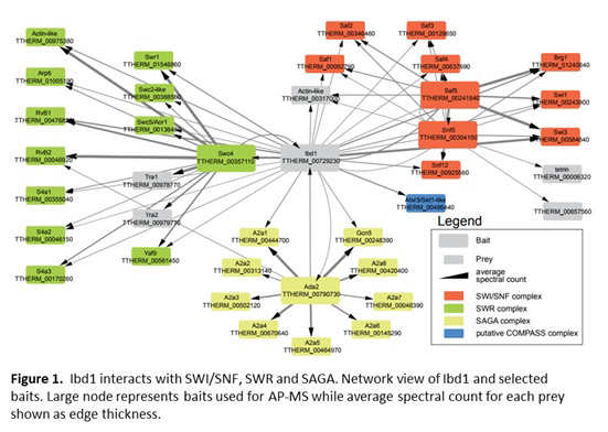 Graphic of the network view of Ibd1 and selected baits.