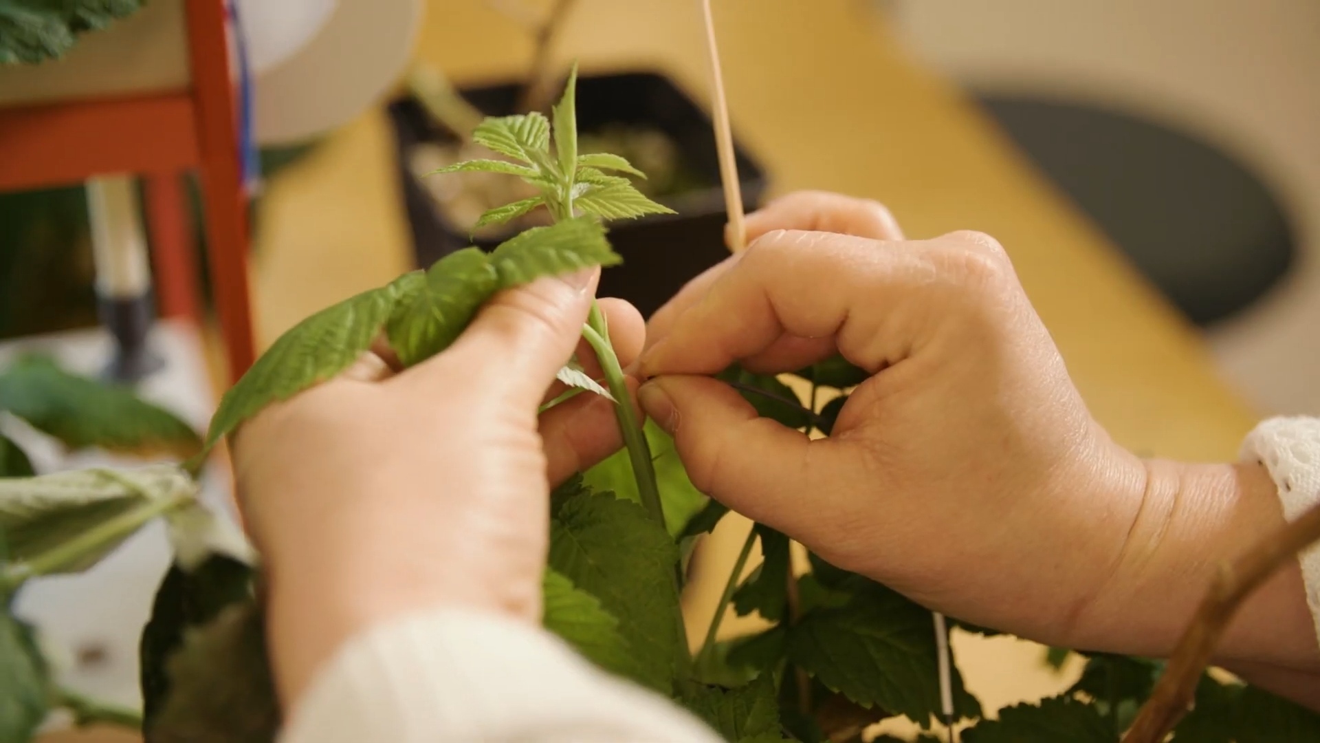 Hands picking at a branch of a plant