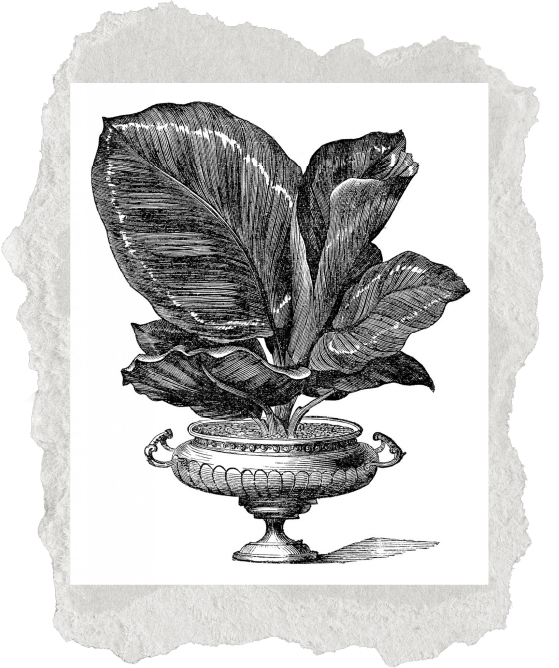 Photo of plant blooming out of vase 