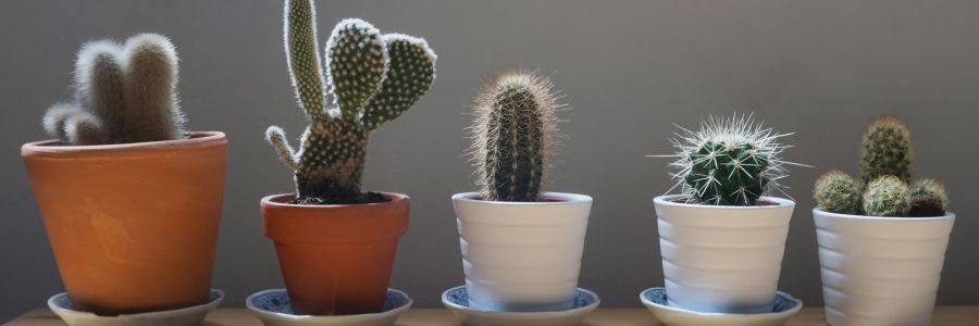 five different cacti lined up in a row of pots