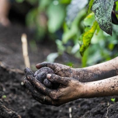 A pair of white hands, digging in a garden and covered in dirt. They are holding a root vegetable.