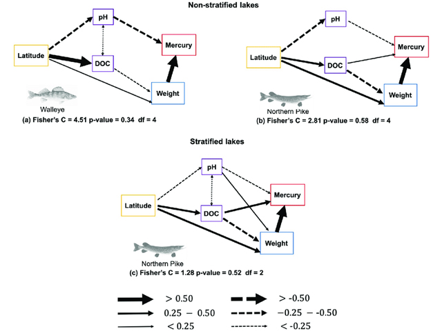 Best fitting SEMs highlighting the direct and indirect effects of latitude proxy for