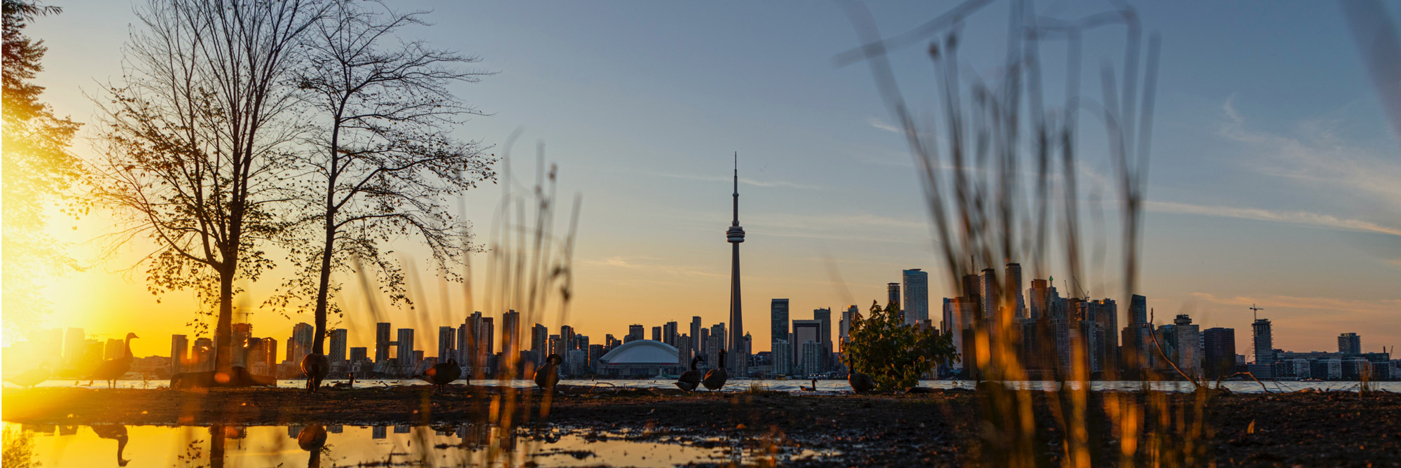 Urban biodiversity of Toronto skyline with vegetation in forefront.