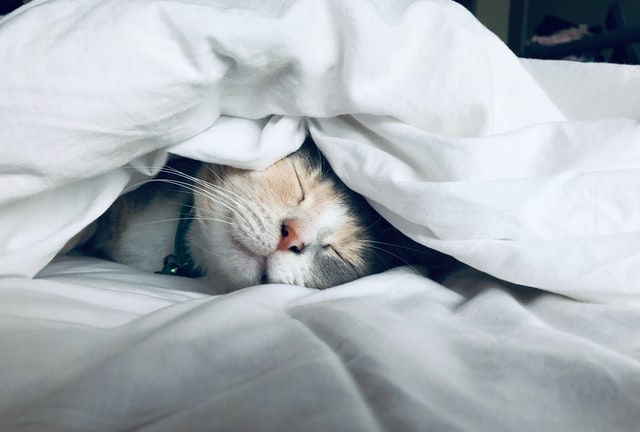 Kitten sleeping in a bed 