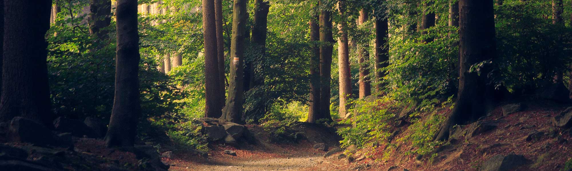 Forest landscape with tall trees