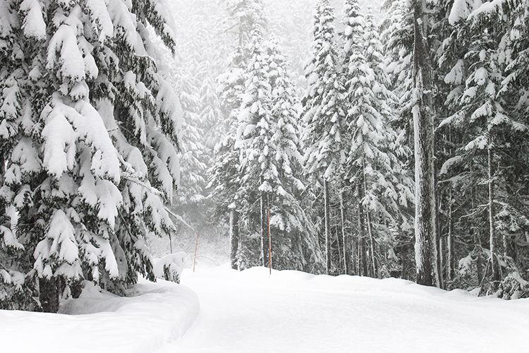 Forest in winter with snow covered trees
