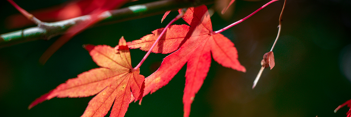 Red maple leaves on a branch.