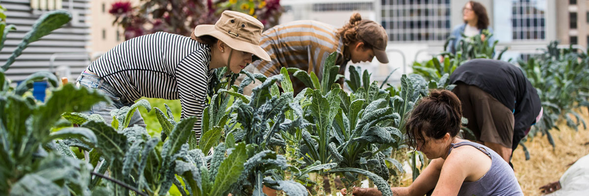 Women harvesting kale on the Urban Farm rooftop garden.