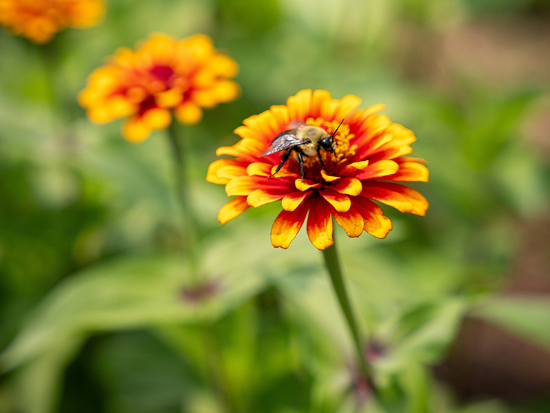 A honey bee collecting nectar from a zinnia.