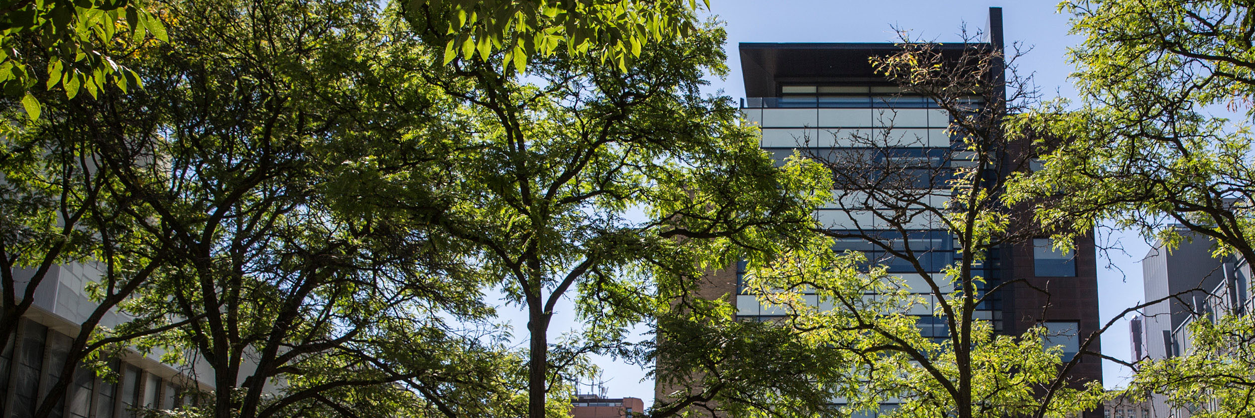 Green trees on the TMU campus.