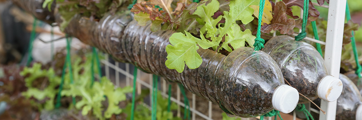 Plastic bottles being used as suspended planters to grow lettuce.