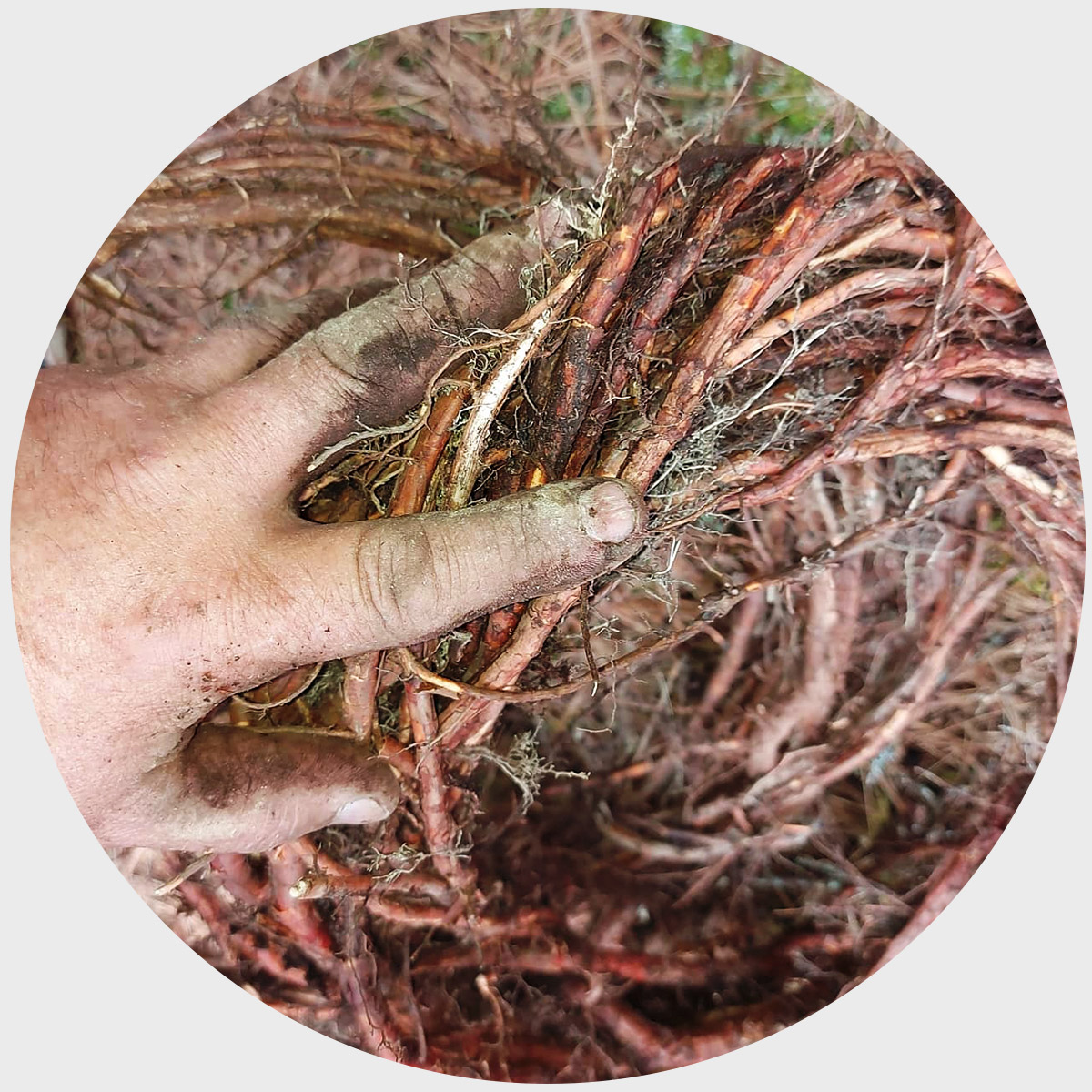 Todd Labrador's hand holding tree roots