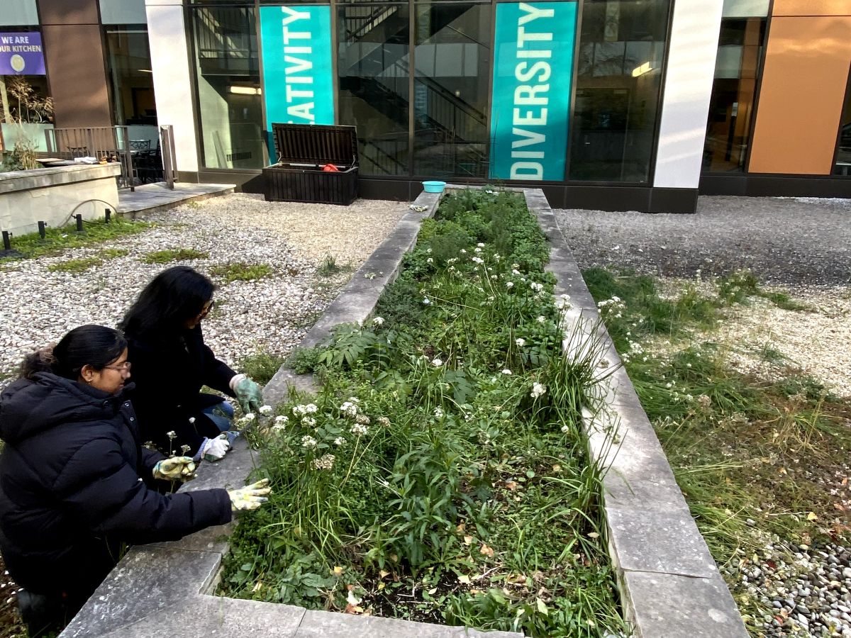 Harvesting at TRSM rooftop garden
