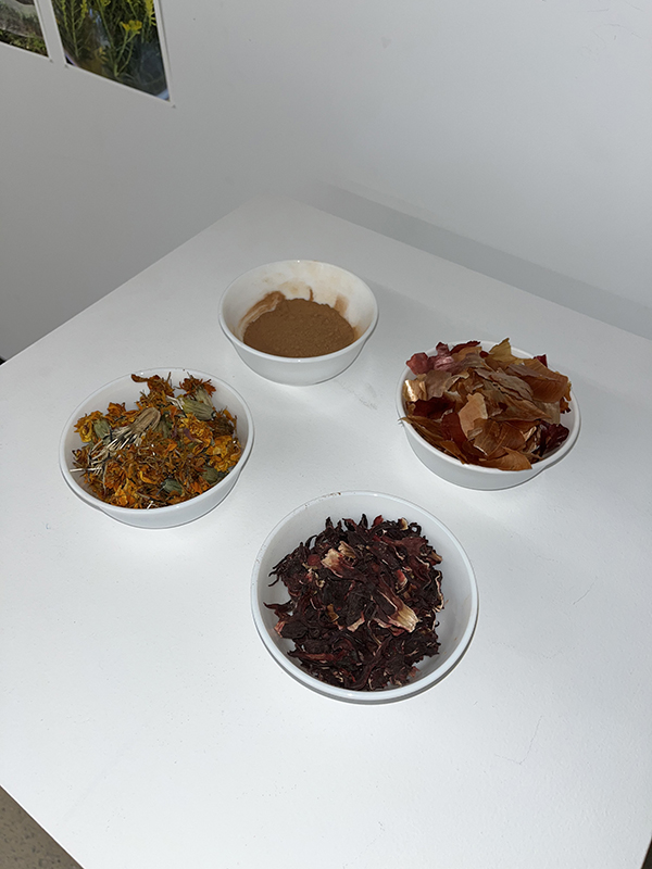 Plants grown by fashion students in individual bowls