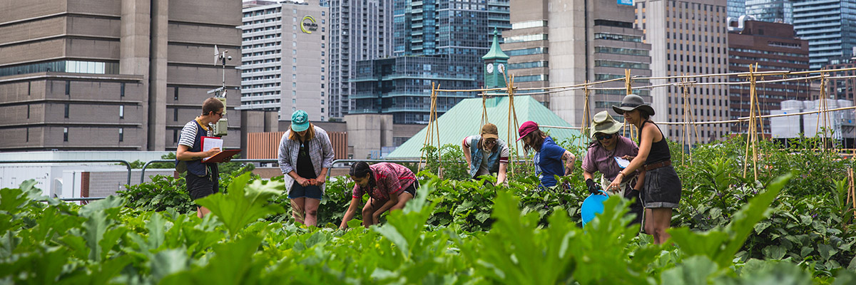 A group of Urban Farm staff tending to a variety of leafy green vegetables in the rooftop farm.