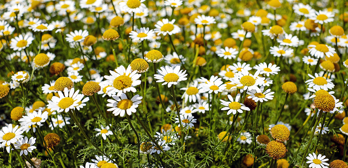 A field of white chamomile flowers in bloom.