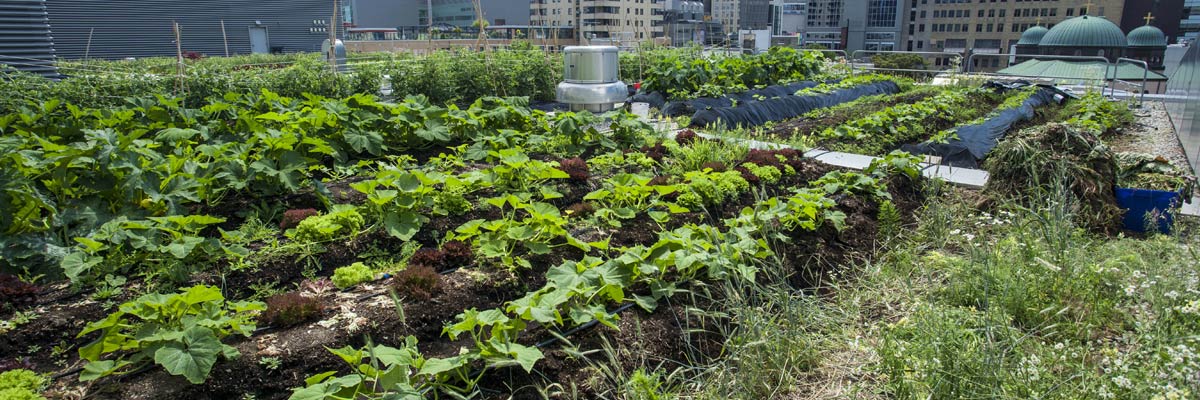 Rows of lush vegetables growing on Ryerson's rooftop garden.