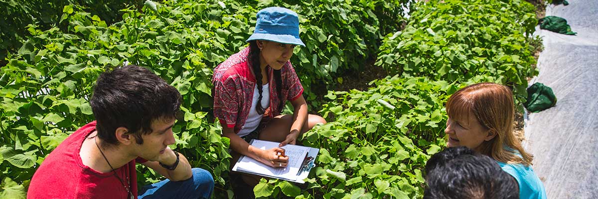 Four researchers interacting amongst the crops on the rooftop farm