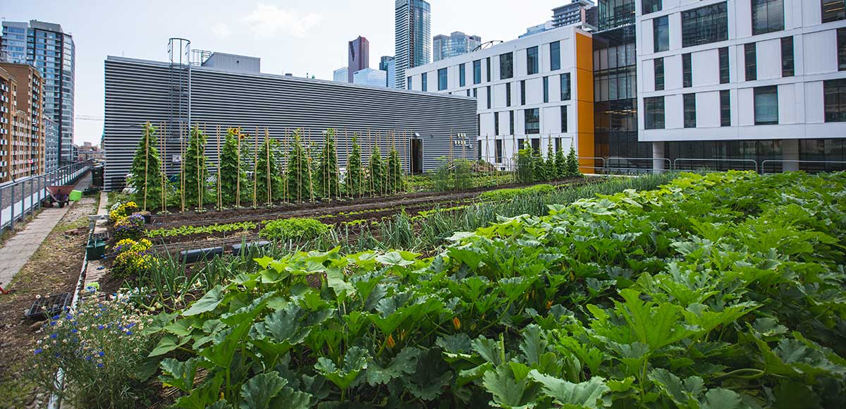 Horizontal rows of lush green crops on the ENG roof, DCC building seen in background