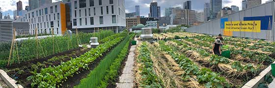 Wide shot showing many rows of crops on the ENG roof