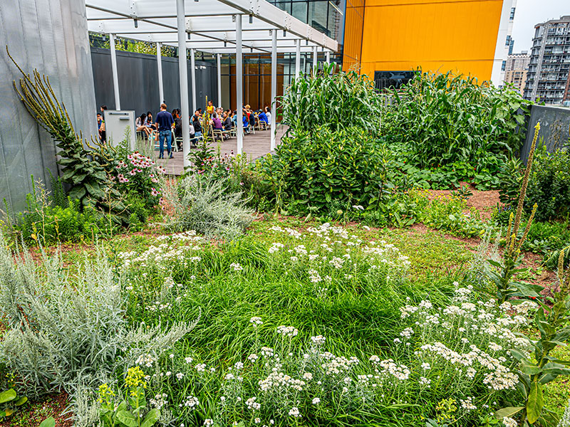 People enjoying their lunch on the rooftop farm of the DCC.