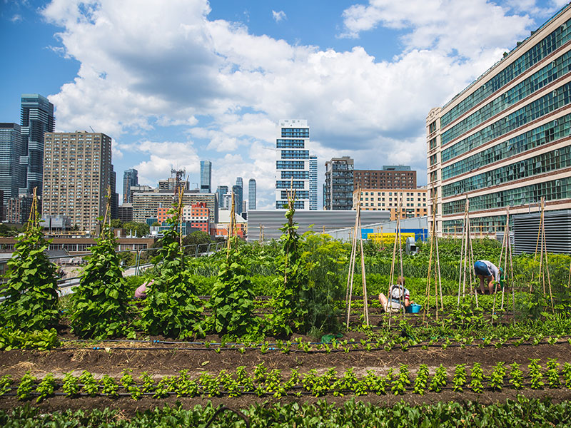 A northwards view of the ENG rooftop farm with green crops and a blue sky with clouds.