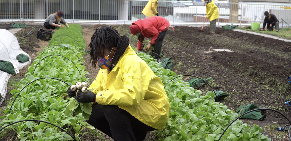 An Urban Farm staff member harvests turnips on the ENG roof.