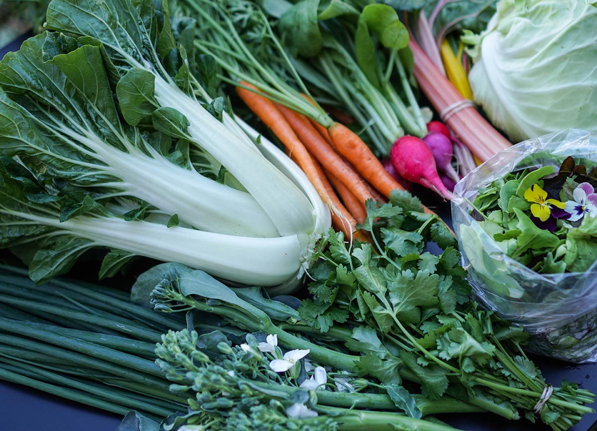 Bok choy, green onions, herbs, carrots, radishes.