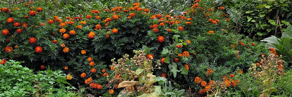 Marigolds in bloom in the Medicine Garden.