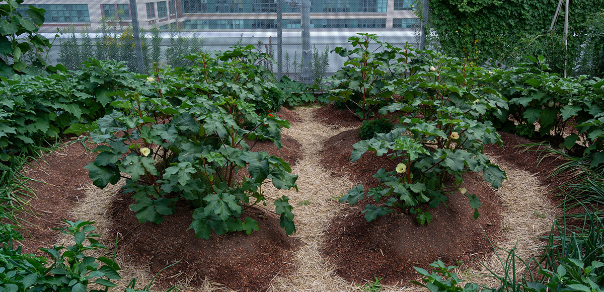 Crops grown in a ring as part of the Learning Circle program.