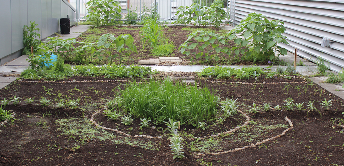 Indigenous medicines emerge from the Medicine Garden in early spring.