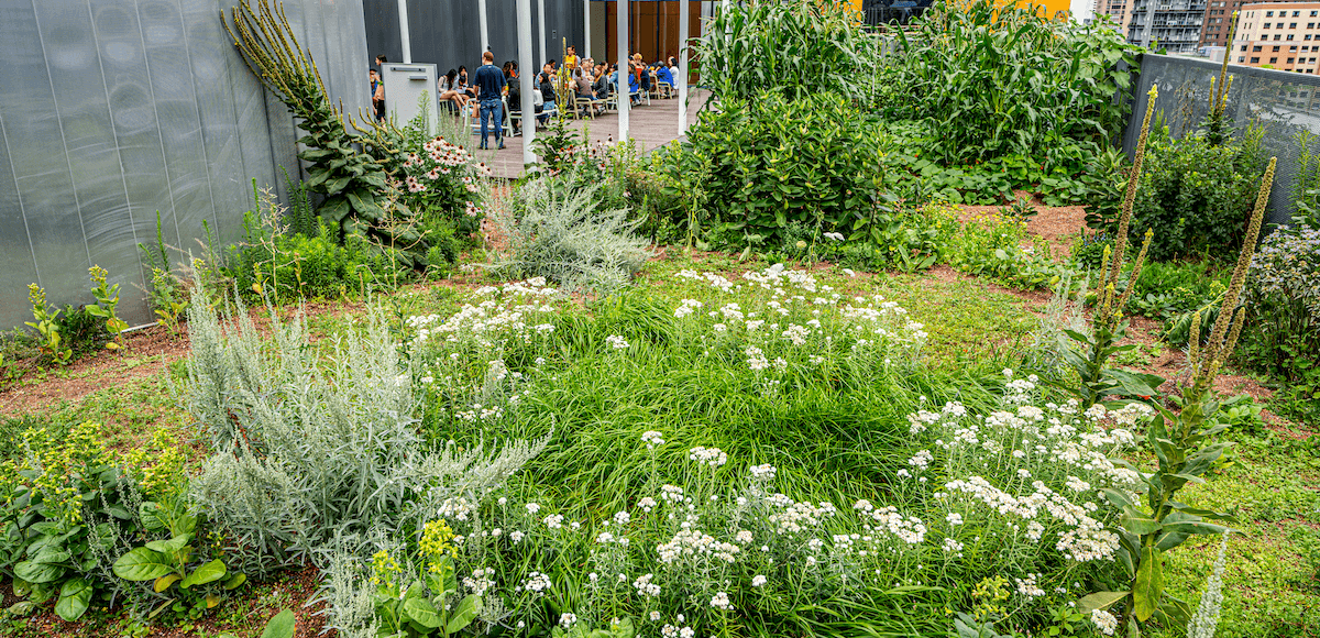 The Medicine Garden in the DCC rooftop farm