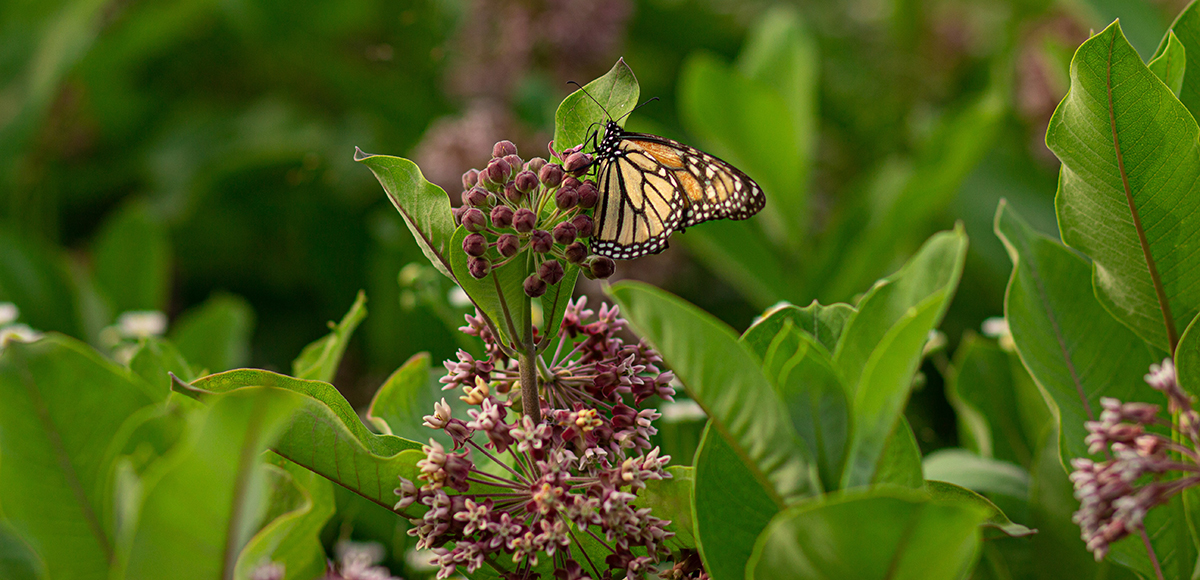 A monarch butterfly sips nectar from milkweed flowers.
