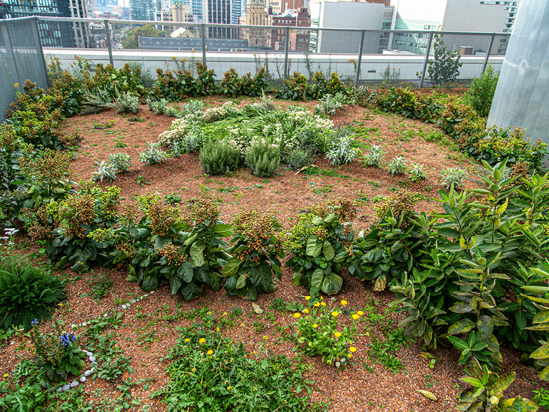 Urban Farm Medicine Garden on the DCC Rooftop.