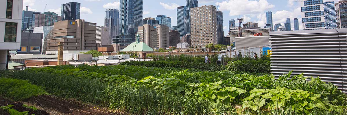 Many crops growing on the ENG roof, Toronto skyline in the background