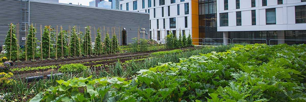 Horizontal rows of lush green crops on the ENG roof