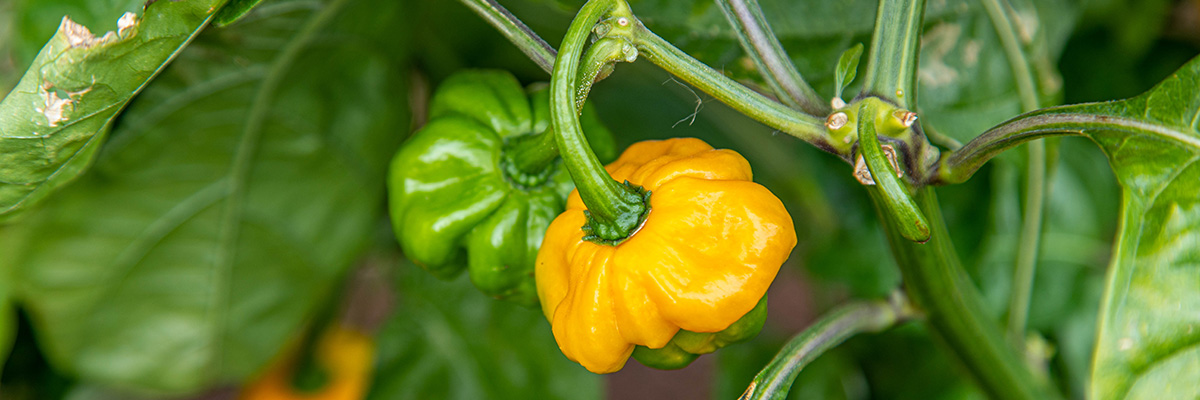 Yellow and green scotch bonnet peppers growing on the vine