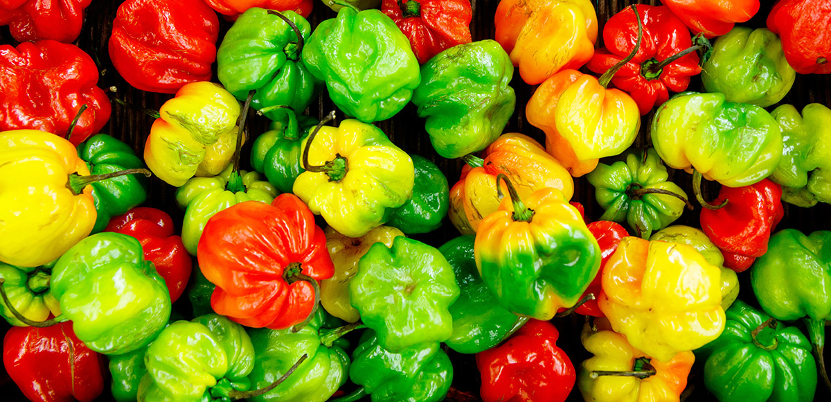 A pile of red, yellow and green scotch bonnet peppers.