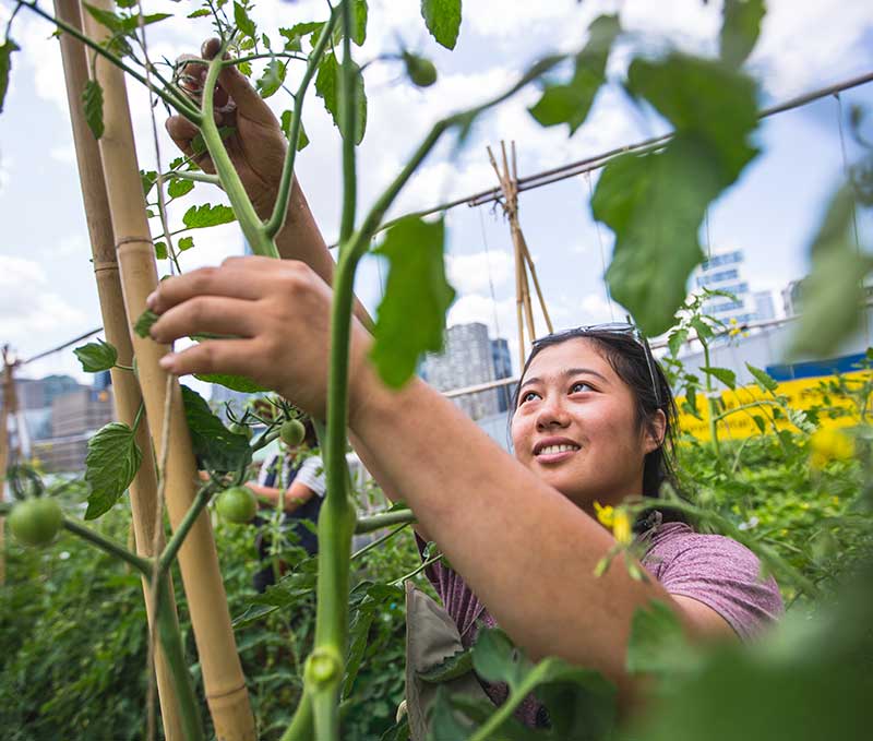 A person reaching for a tall branch on a tomato plant