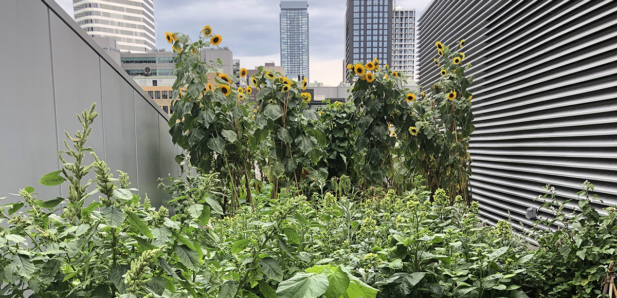 Sunflowers tower above crops grown in the Three Sisters Garden.