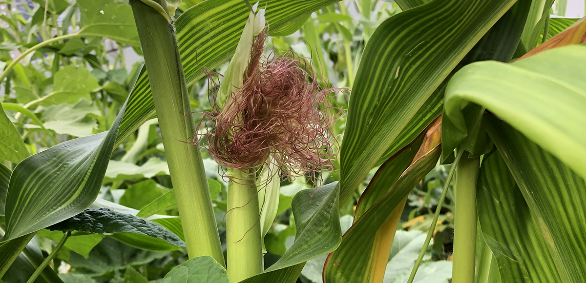Corn growing on a stalk.