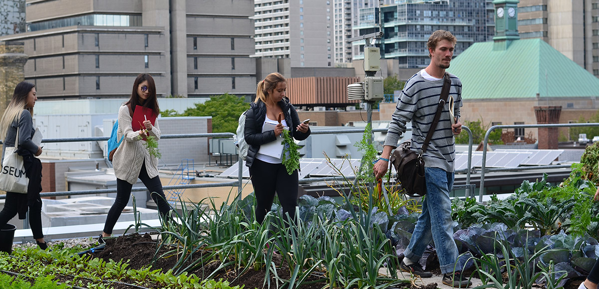 Four students holding fresh carrots walking through rows of crops.