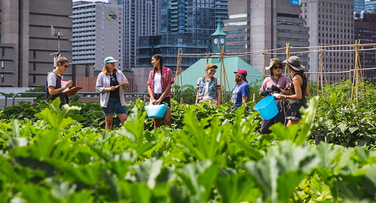 A group of Urban Farm staff stand amid a row of crops on the ENG roof.