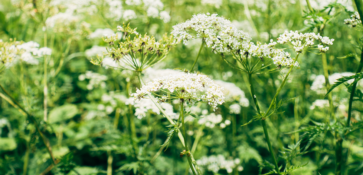 A field of yarrow with white blooms.