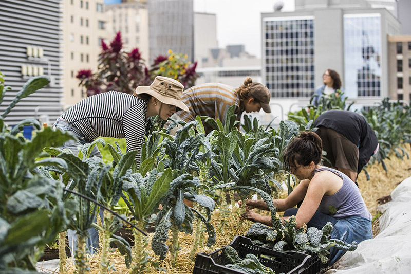 people working on a rooftop garden