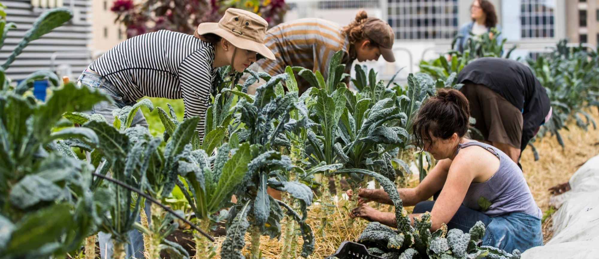 People tending and harvesting leafy vegetables in a rooftop garden.