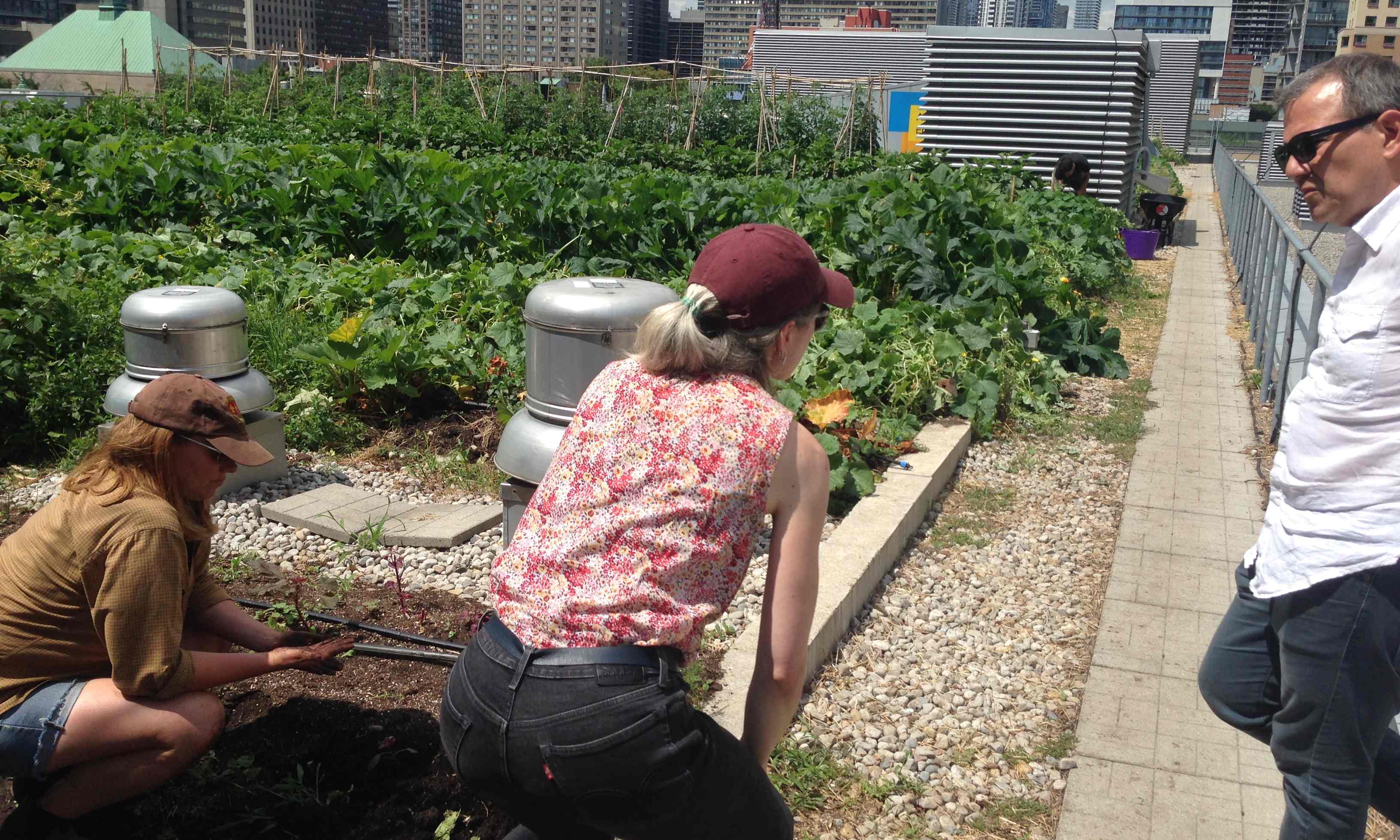 researchers working on green roof